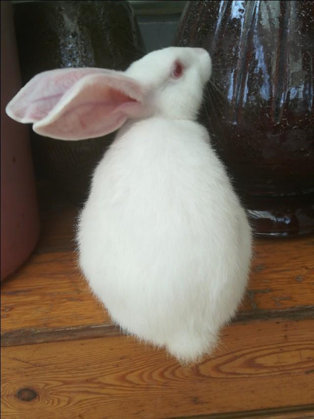 写小兔子生活习性,小兔子生活习性视频