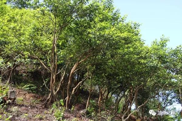 油茶木材怎样做家具,油茶树做家具怎么样