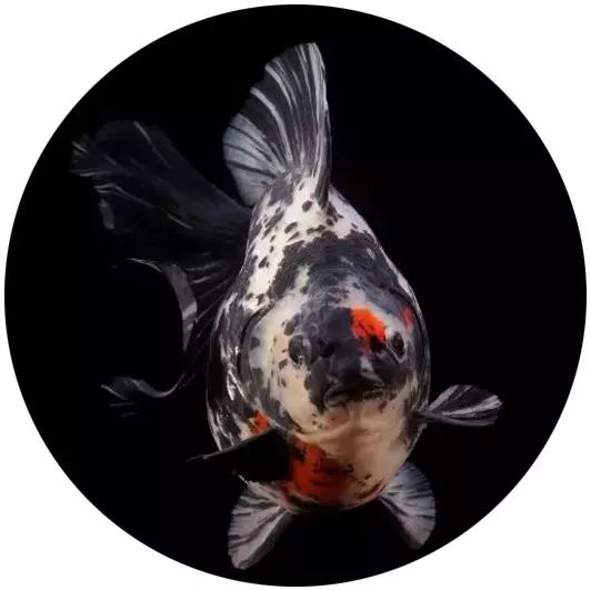 日本网红打卡艺术展,日本十大网红展