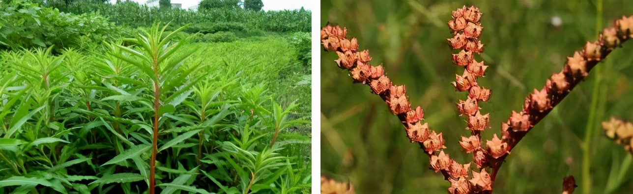 赶黄草喝酒,喝酒了能不能喝赶黄草