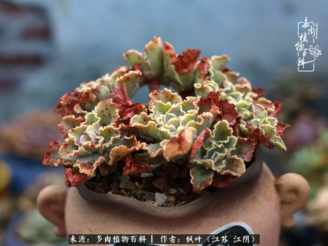 春有约，花不误，多肉与春天有个约会