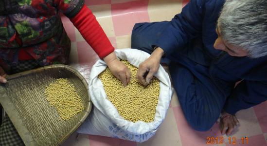 为什么生豆芽容易烂,发豆芽怎样解决腐烂问题