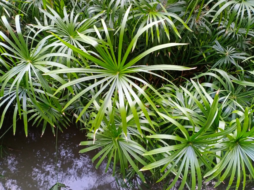 我的第一块智能手表,我的第一块运动手表