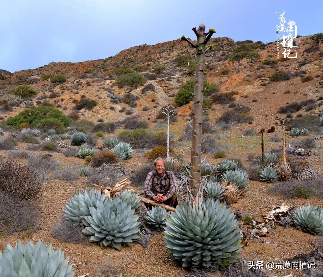 极品龙舌兰,精品龙舌兰欣赏