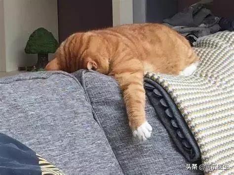 你的猫可能正在抑郁的深渊中挣扎,你家的猫会抑郁症吗