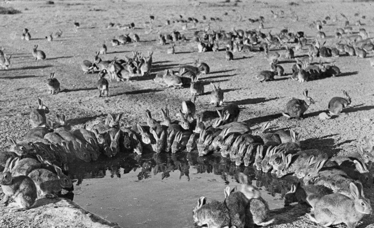 最小存活种群澳大利亚兔子,澳大利亚的兔子为什么会有5亿只