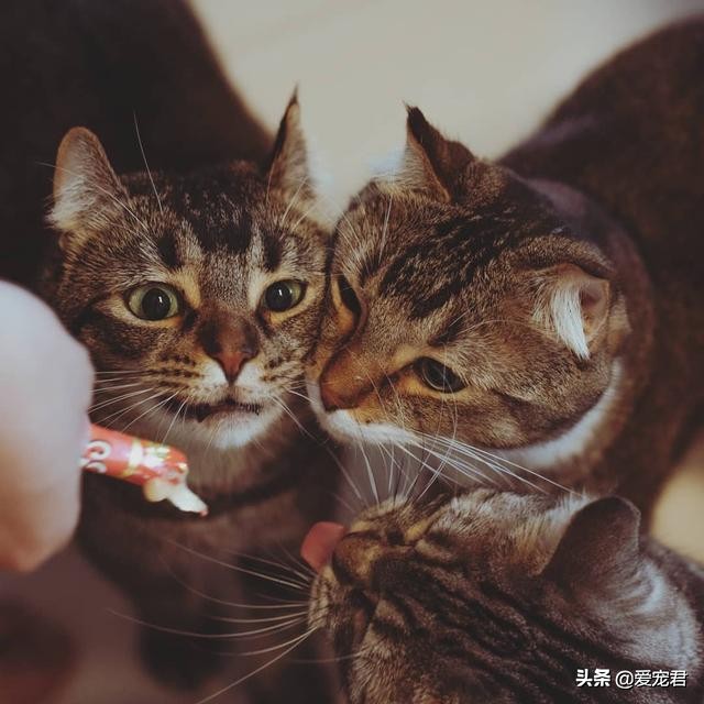 如何克服猫咪的紧张情绪,关于猫咪应激铲屎官应该了解一下