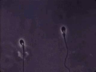 错了340年,精子游泳的方式并不是左右摆动尾巴