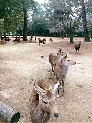 2020鏃ユ湰澶ч槳,澶ч槳浜兘濂堣壇鍏ぉ瀹夋帓