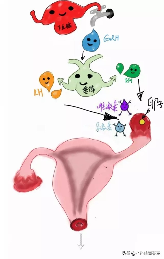不来月经会加速衰老吗,48岁不来月经了会快速衰老吗