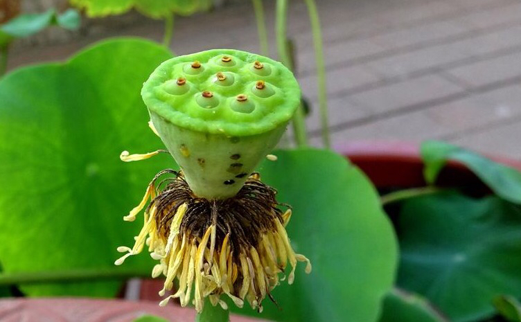 荷花怎样养才能开花,怎么养荷花可以一年四季都开花呢