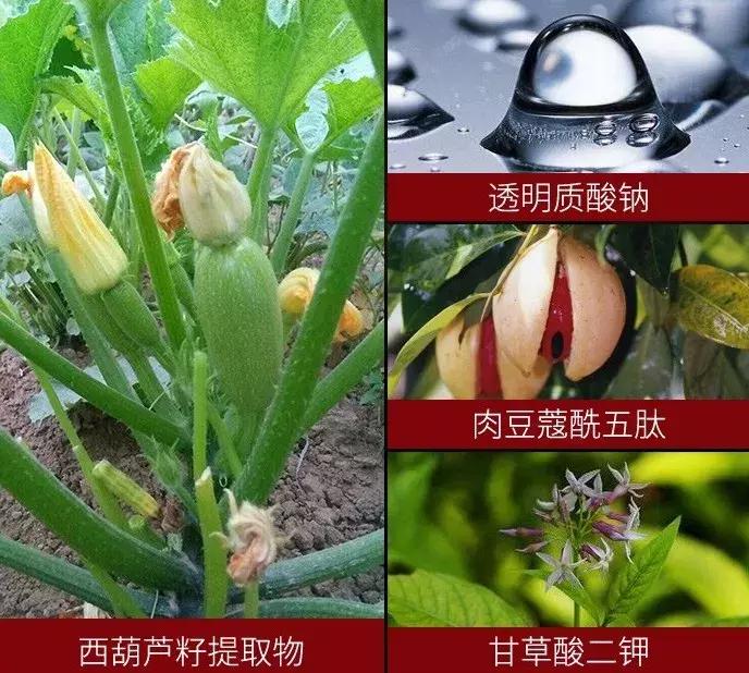 睫毛增长液真的有用吗测评,吉克隽逸睫毛增长液同款