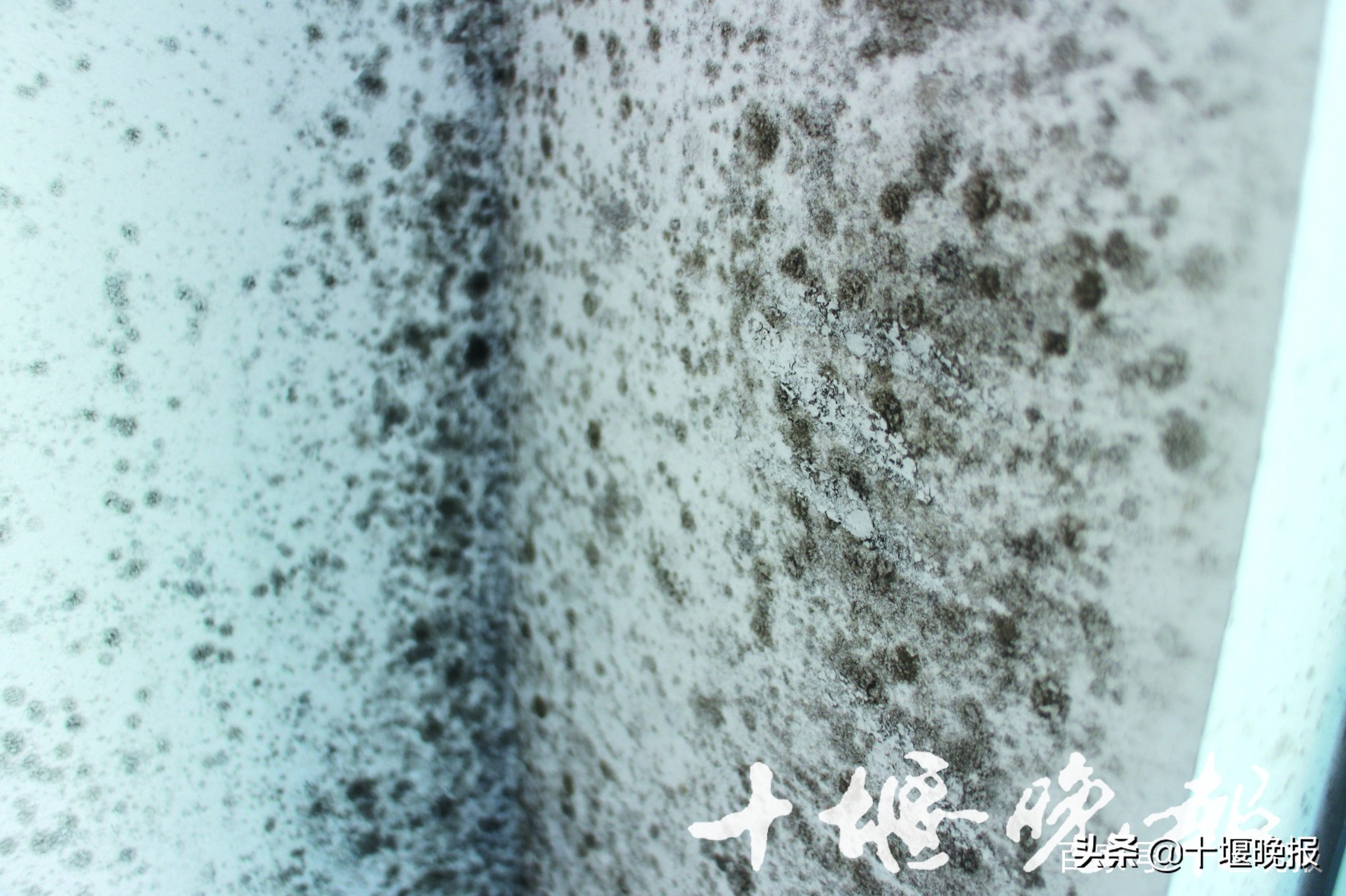 自家买的房子墙上发霉,精装修房子一楼墙体发霉
