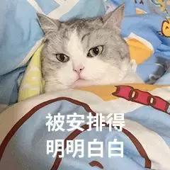 猫咪眼里的世界到底是怎样的,猫咪眼中的世界是什么样子