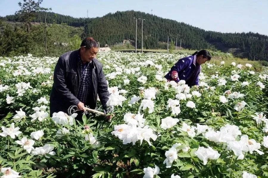 4月牡丹美景,十堰看牡丹花的地方