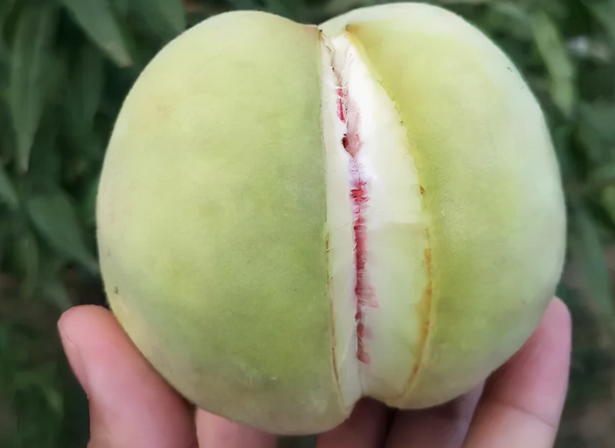 俗称“丑桃”，熟后自然裂开，30年前被淘汰，如今改名爆炸桃走红