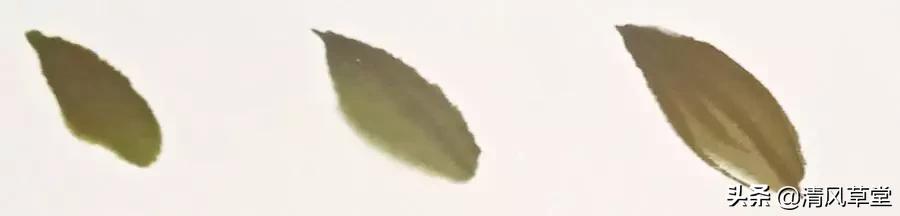 少儿国画花卉画法视频,各种花卉的100种画法