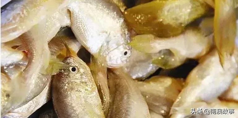 南澳渔民出海最常见的50种海鱼，都吃过，你就能退休了！