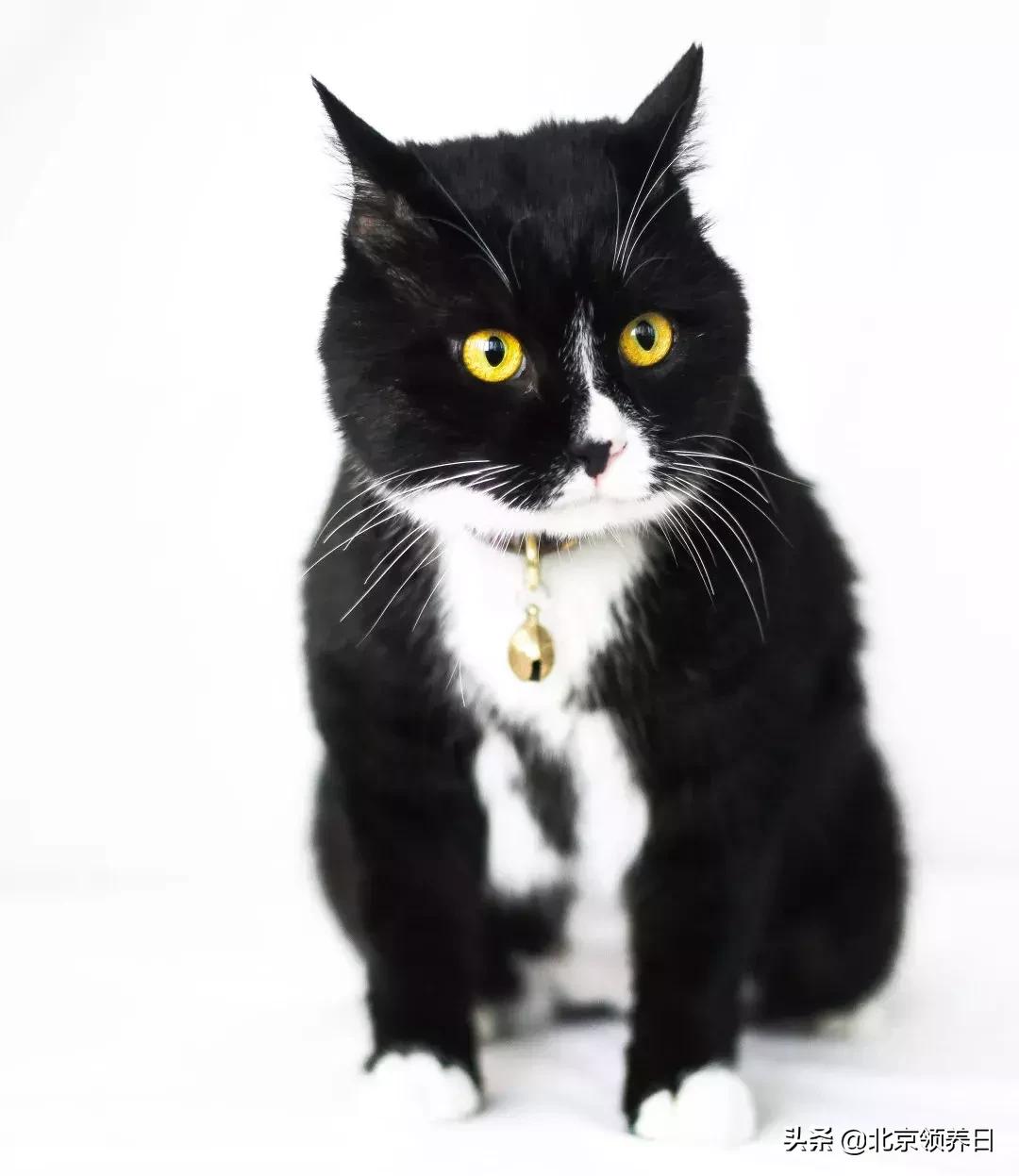 喵星人第二季,喵星人第2季免费观看