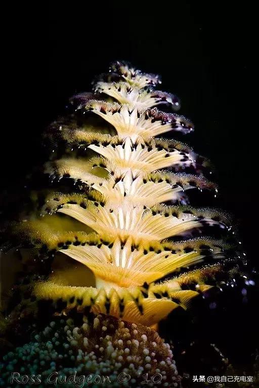 罕见的海底世界照,罕见海底图片