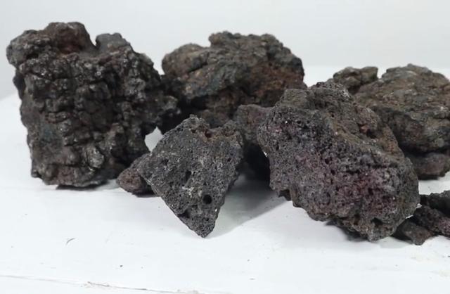 莫斯树到底好不好,莫斯树是什么