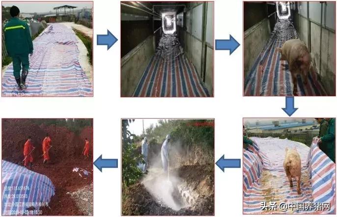 有非瘟如何拔牙,非瘟发生后如何拔牙