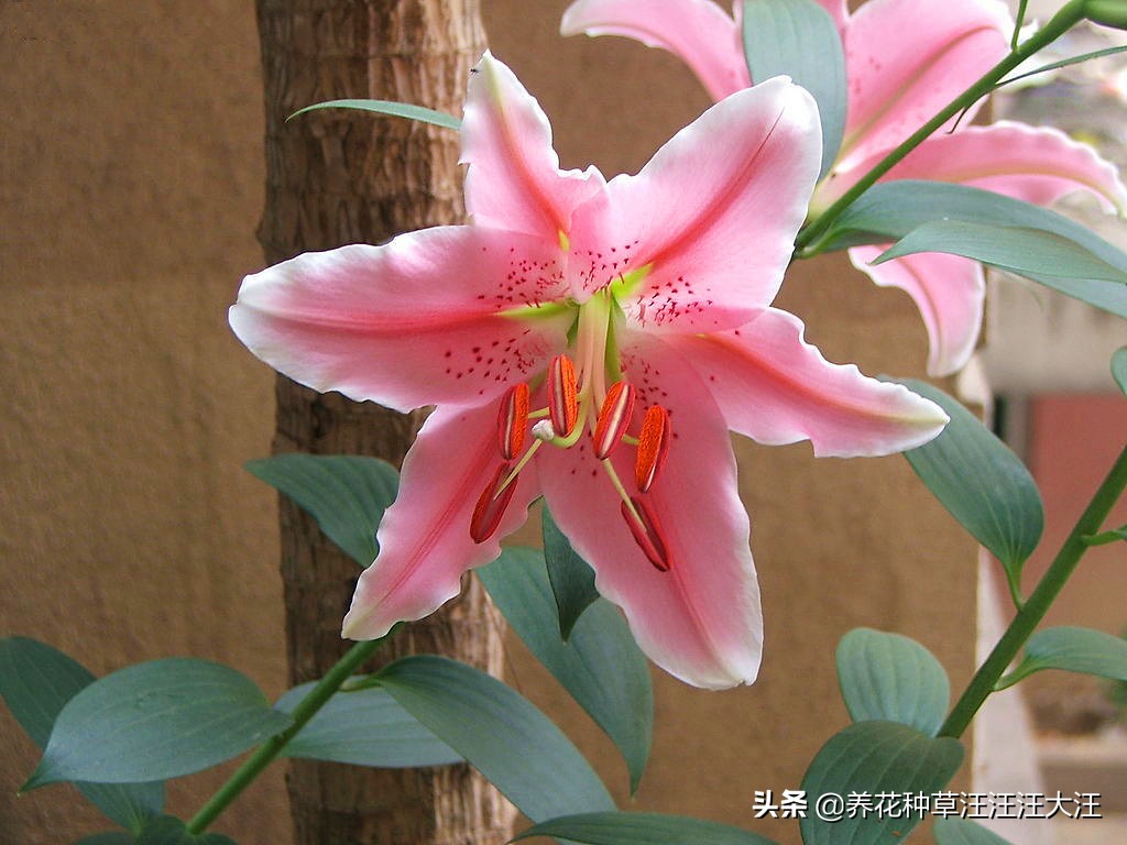 百合花不香是怎么回事,百合花不发芽是怎么回事