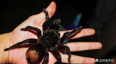 蜘蛛爬宠新人注意事项,刚买过来的宠物蜘蛛应该怎么养