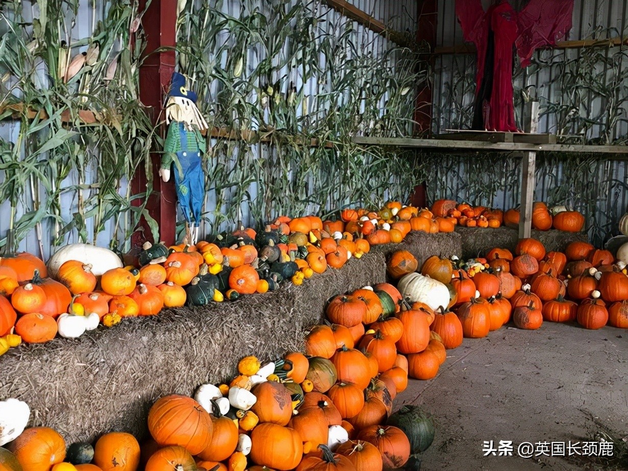 南瓜大作战攻略,南瓜大作战有几个地点