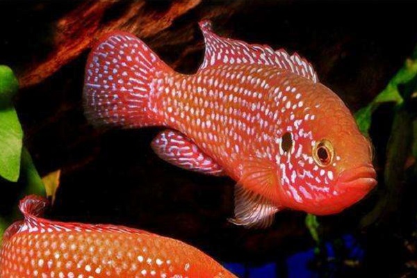 混养鱼的正确方法和注意事项,混养鱼注意些什么细节