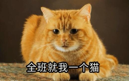 一张照片就能生成视频,照片和声音制作视频