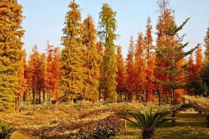 清远森波拉温泉晚餐,清远森波拉温泉度假村酒店报价