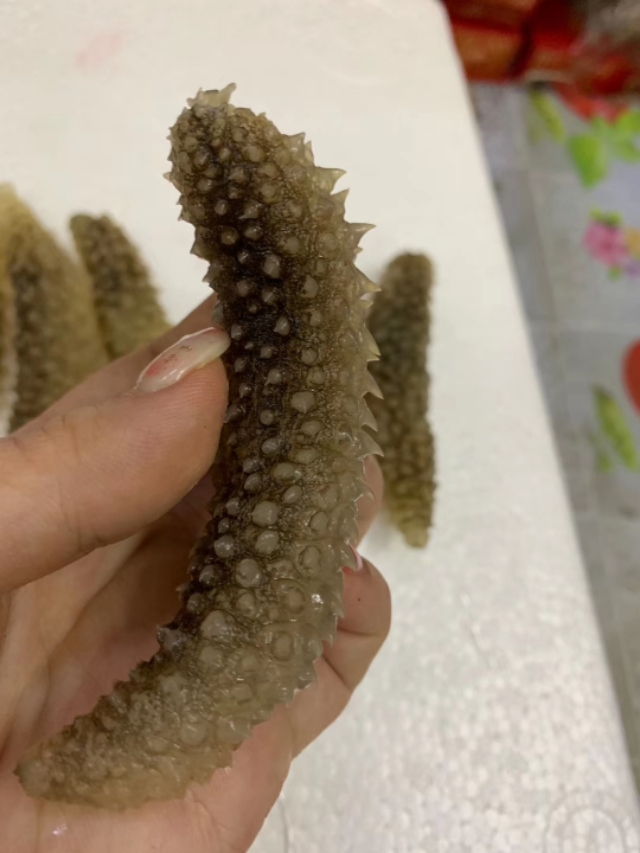 印尼黄金刺参和辽参区别,印尼努沙登加拉野生黄金刺参