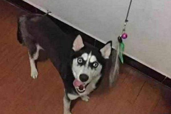 狗狗的报复心理学,狗狗的报复视频大全