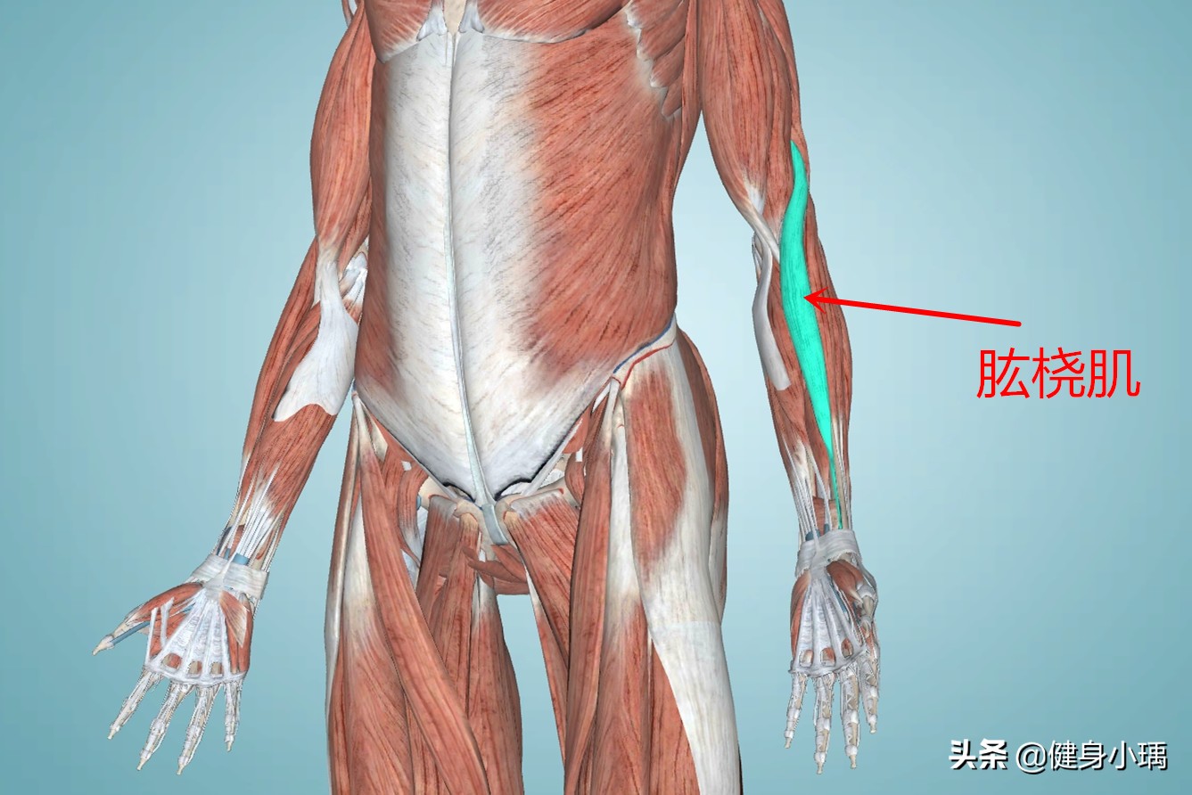 怎么让你的肱二头肌变得更大,如何让肱二头肌练得更大