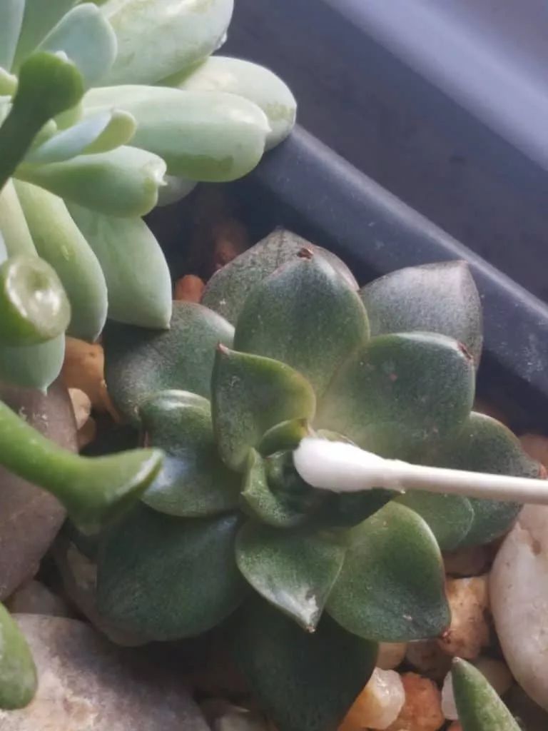 蚧壳虫预防最佳时间,多肉预防蚧壳虫吡虫啉几天喷一次