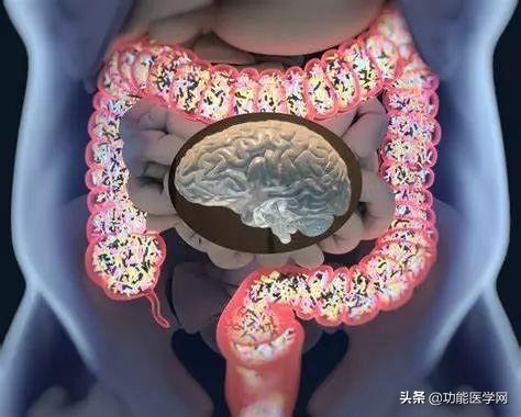 让人着迷的元素,微生物脑肠轴介绍