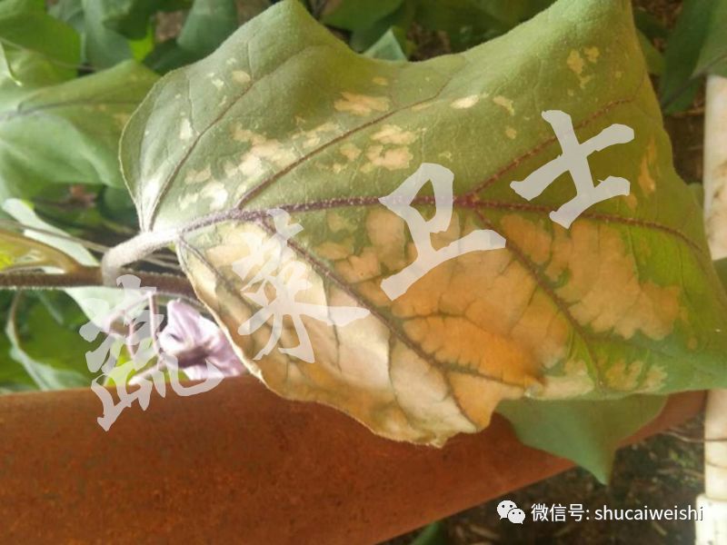 茄子叶片各种病害图解,茄子叶片长灰色霉是什么病