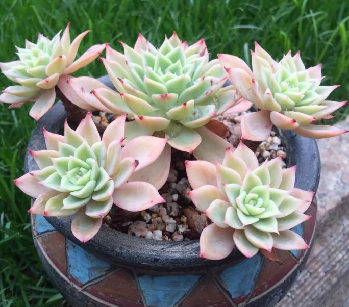 煤渣种花有什么好处,煤渣养花有营养