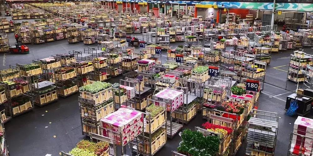 世界顶级鲜花市场,全国最大鲜花交易市场
