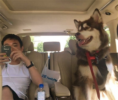 这只史上发表SCI最多的猎犬告诉大家，什么才叫真正的人不如狗