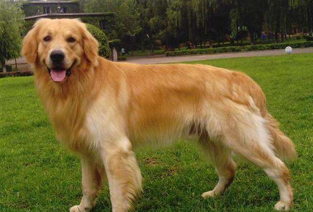 十大最干净最好养的小型狗,什么狗最干净而且便宜最好养