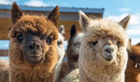 今天我们来聊聊英语的英文,今天我们来聊一聊