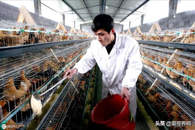 湿度不当对家禽有3大危害!养殖户掌握这3点,减少鸡群呼吸道病