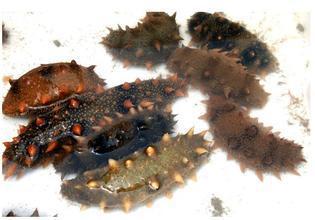 中国城市辽宁,辽宁省大连城市介绍