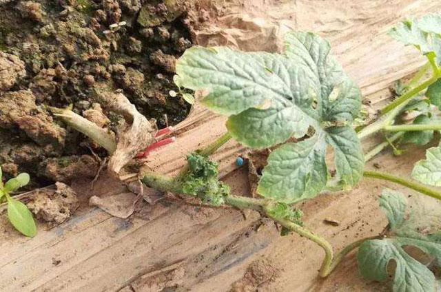 西瓜蚜虫防治最佳药剂,西瓜的蚜虫打不死用什么农药