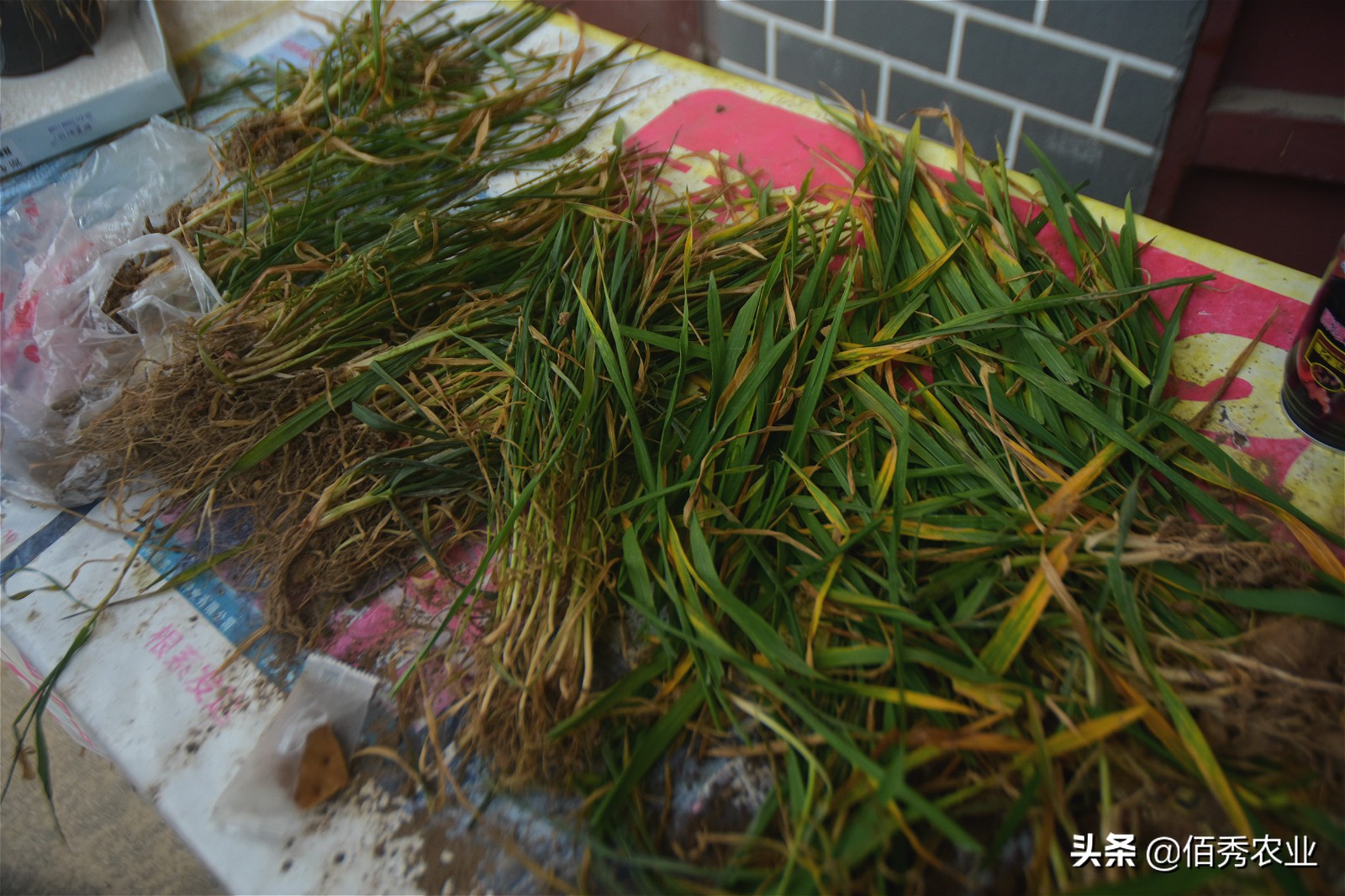 小麦刚出苗发黄怎么治,农田小麦发黄生长过程