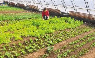乡村致富冷门赚钱项目,乡村致富项目