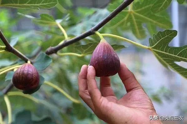 无花果相关知识,无花果的秘密图文结合