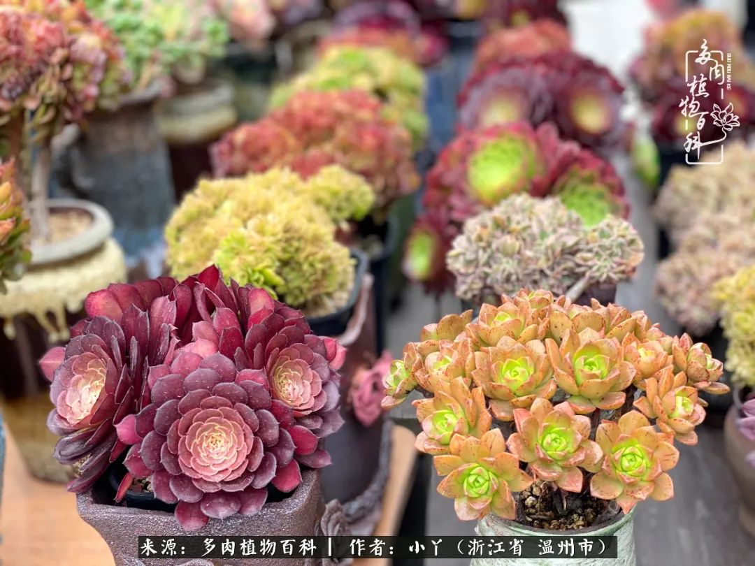 祖上无院家里无矿,一腔浪漫情怀付诸楼顶造花